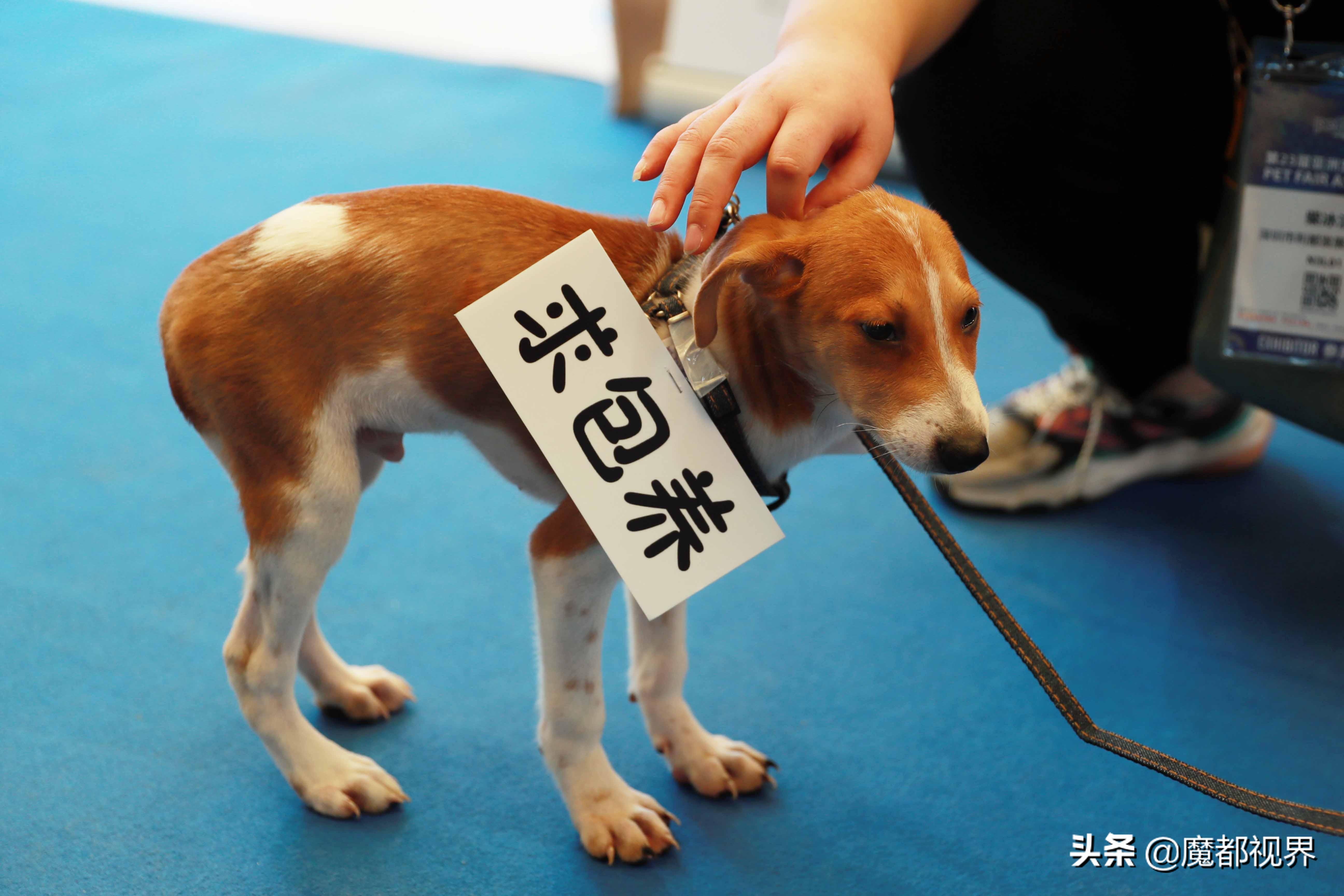 国际赛犬比赛，科技盛宴，开启犬界新纪元