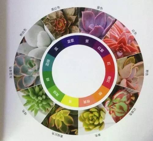 2024年天天彩正版资料,植物保护_KGD77.823结合版