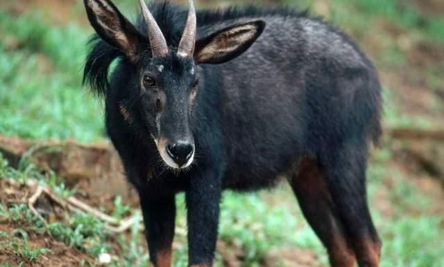 921212cc四不像凤凰,全身心解答具体_SRU77.313复古版